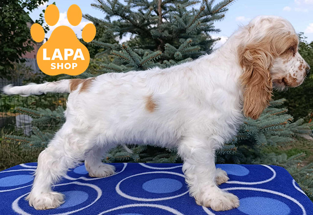 English-Cocker-Spaniel-02