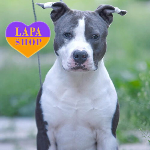 Esemplare Unico — Charming Boy American Staffordshire Terrier іs Waiting for His Family