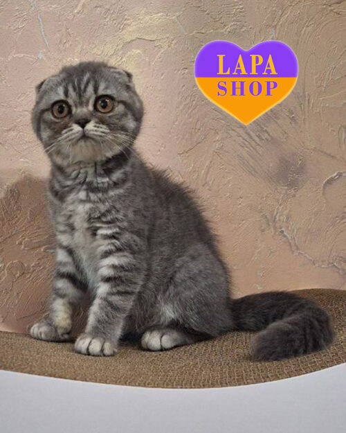 голубой тиковый скотиш-фолд