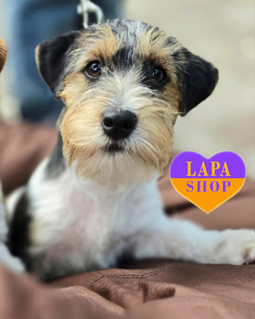 white and red Jack Russell Terrier