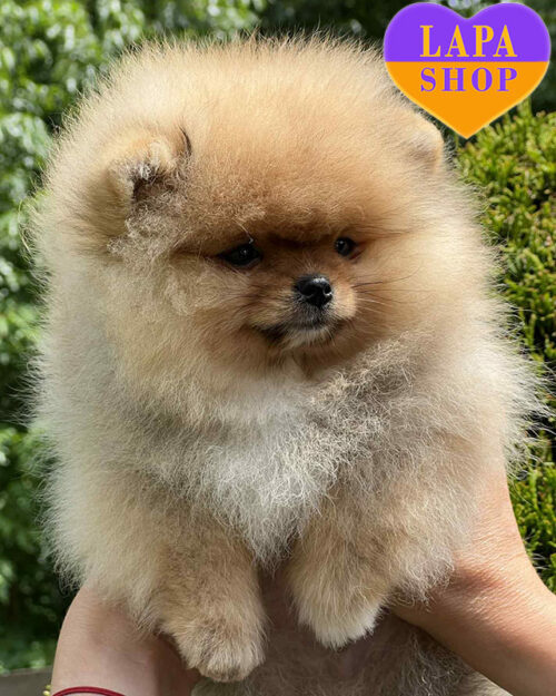 померанський шпіц забарвлення оранж