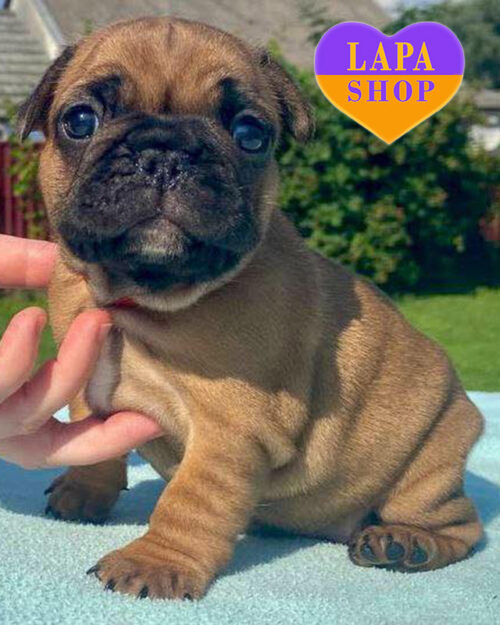 палевий французький бульдог