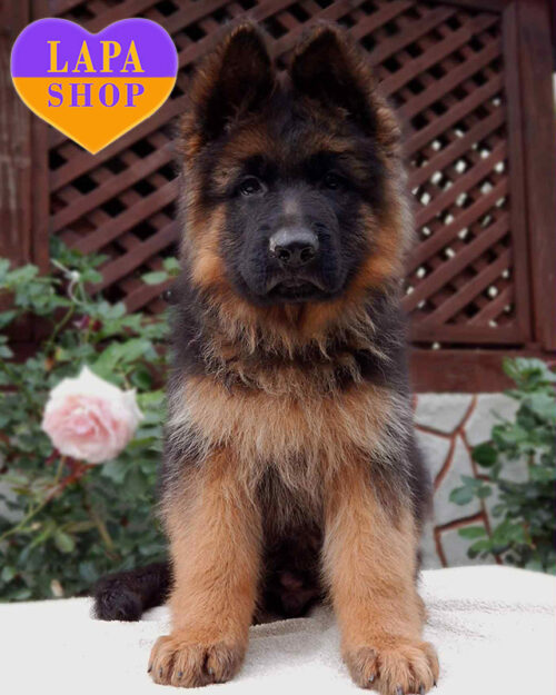 чепрачна німецька вівчарка