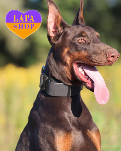 коричневий доберман