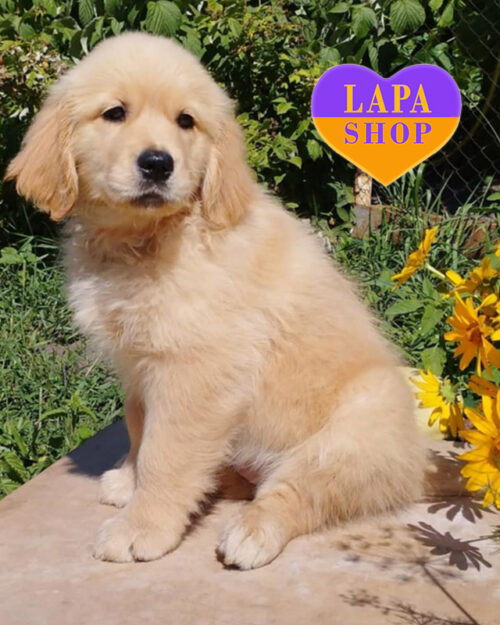 рудий золотистий ретривер