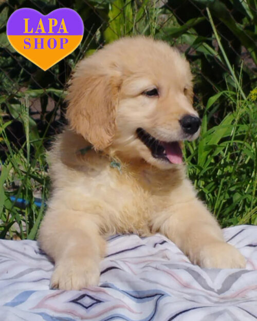 рудий золотистий ретривер