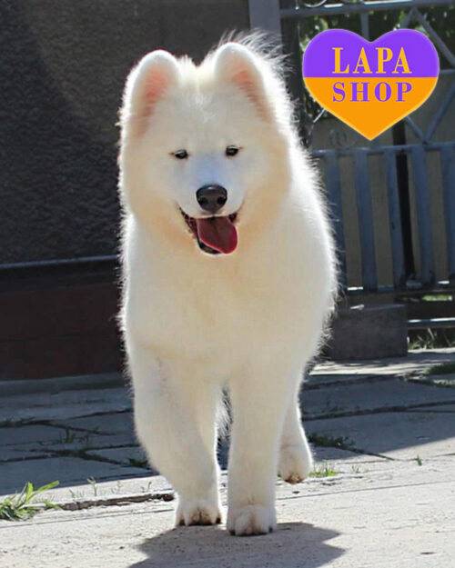 samoyed