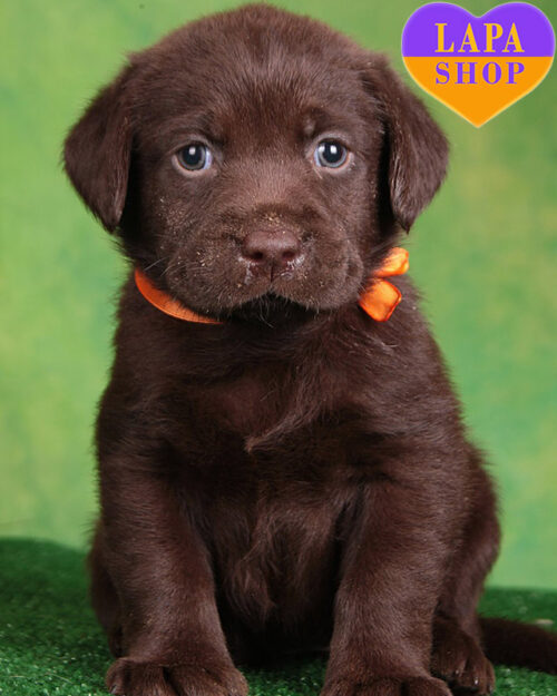 шоколадний лабрадор-ретривер