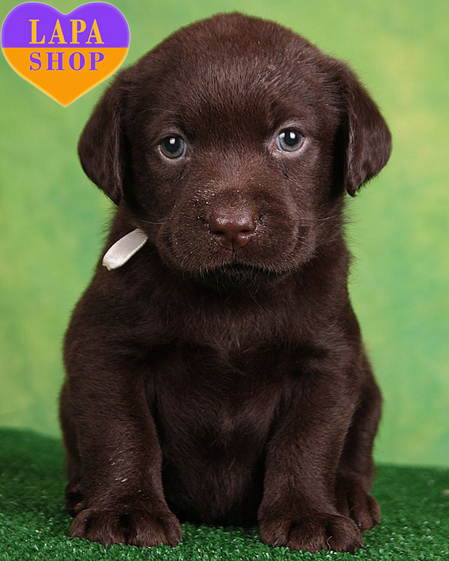 шоколадний лабрадор-ретривер