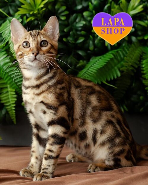 бенгальська кішка