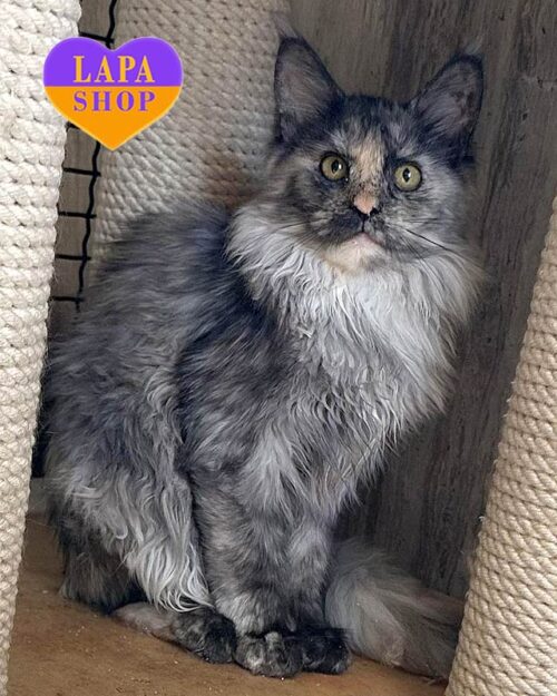 черепахова кішка мейн-кун