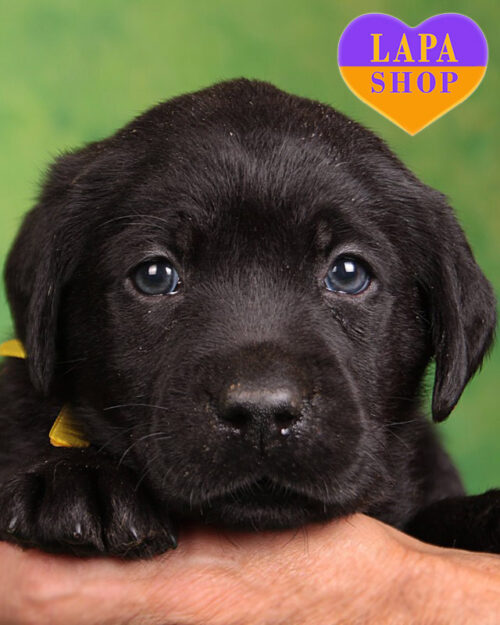 чорний лабрадор-ретривер