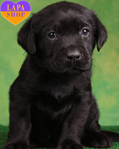чорний лабрадор-ретривер