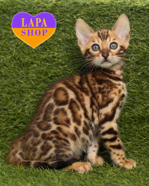 бенгальская розетка на золоте