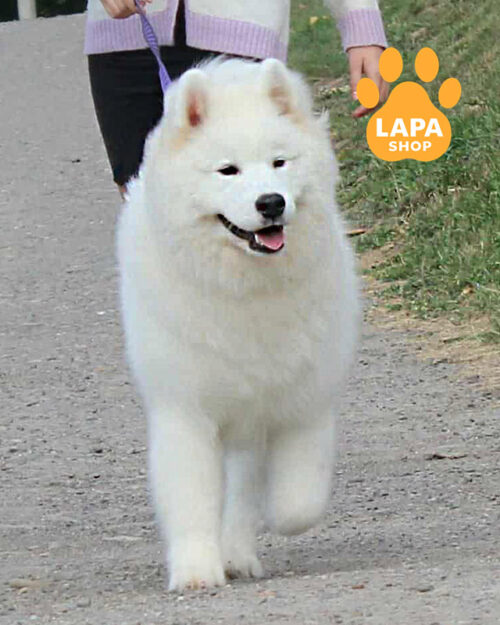 білий самоїд