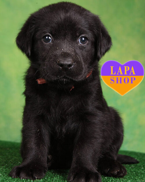 чорний лабрадор-ретривер