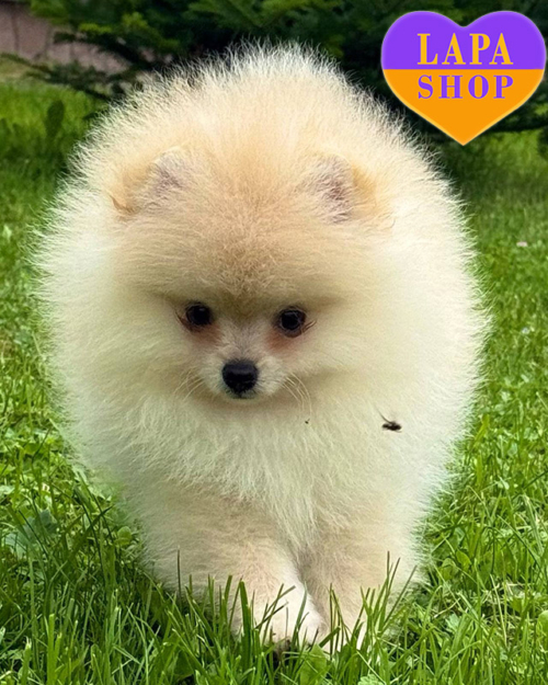 кремовий померанський шпіц