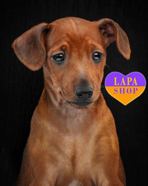 рыжий цвергпинчер