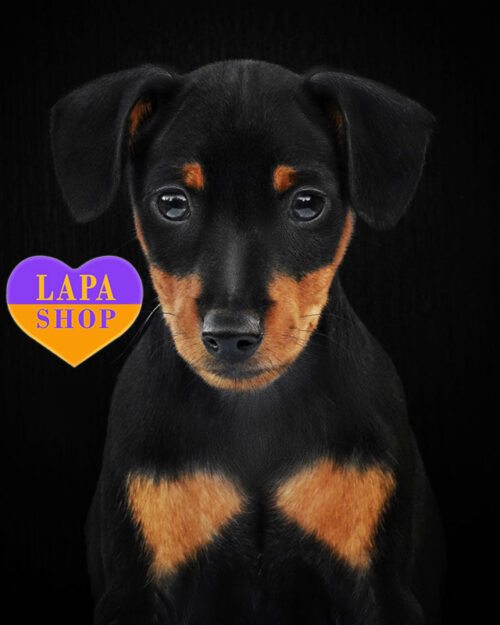 черный цвергпинчер