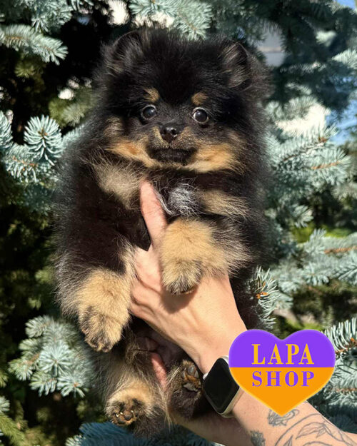 чорний підпалий померанський шпіц