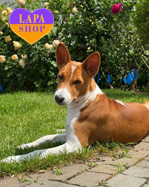 рудо-білий басенджі