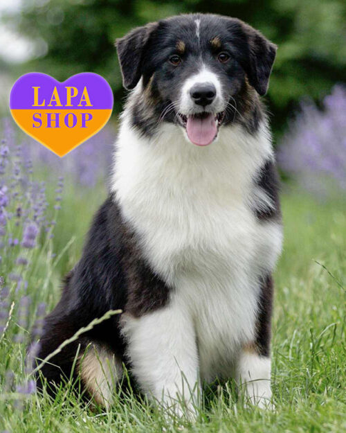 триколорний ауссі