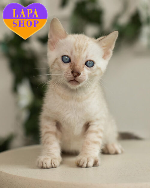 бенгальська снігового забарвлення