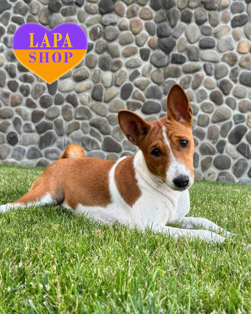 рудо-білий басенджі