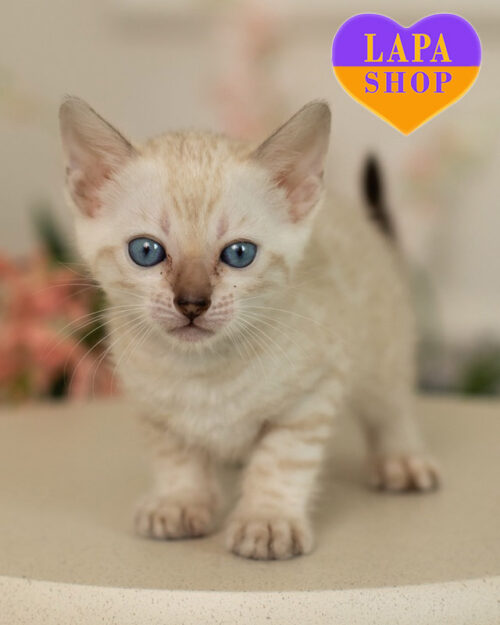 бенгальська снігового забарвлення