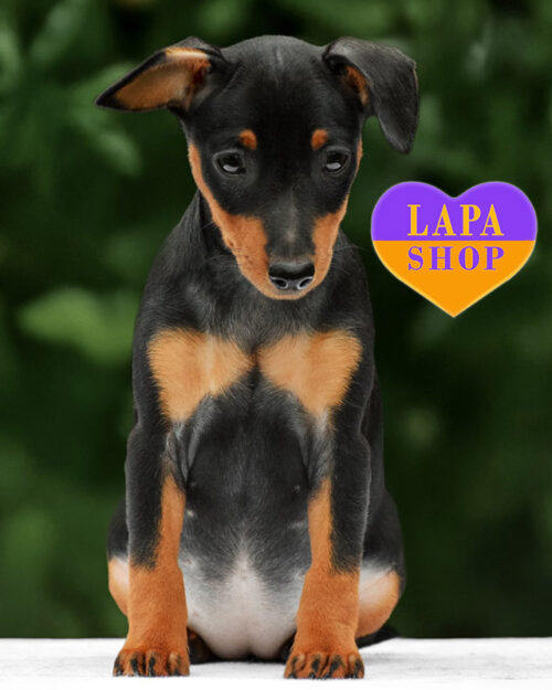 черный цвергпинчер