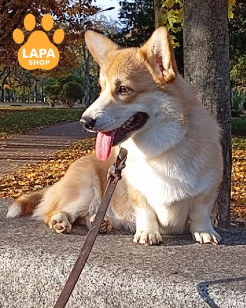 рудо-білий вельш-коргі пемброк