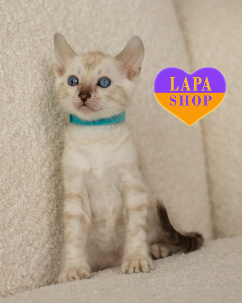 Irwin — Bengal Handsome Cat іs Waiting for His Family