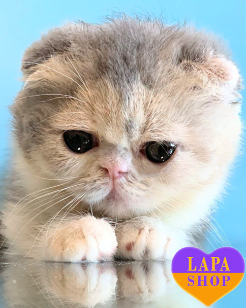 голубовато кремовый экзот