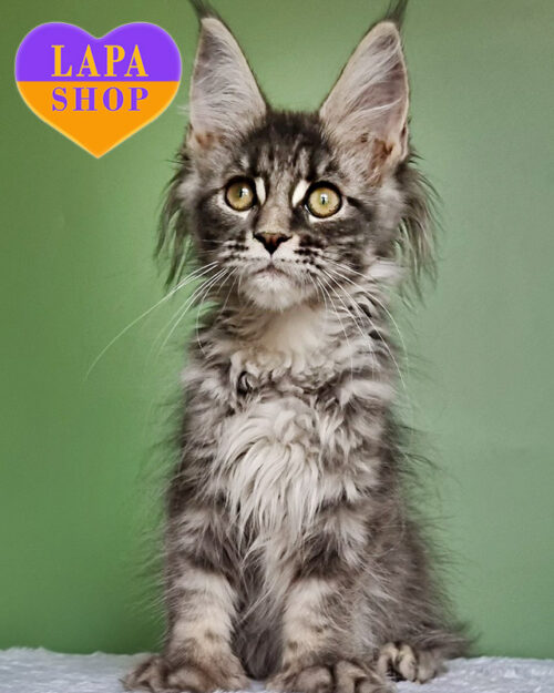 мейн-кун полідакт