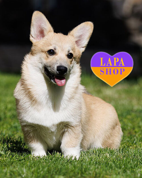 біло-рудий вельш коргі пемброк