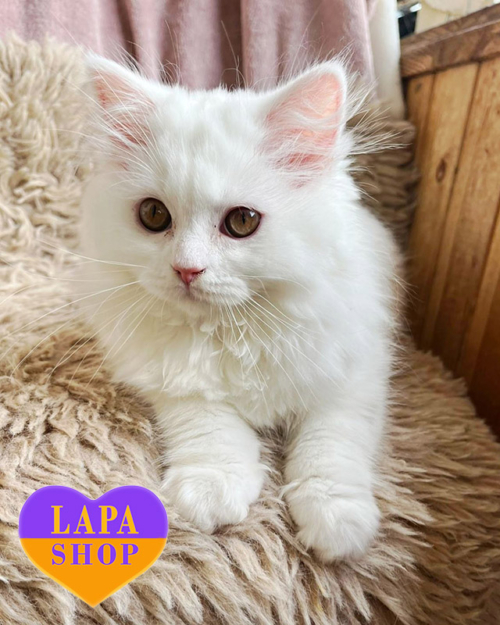 white Highland Straight