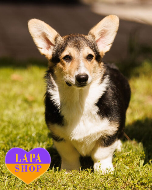 триколорний вельш коргі пемброк