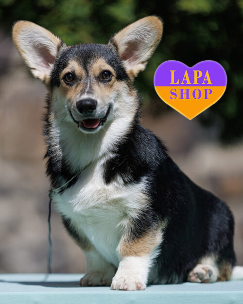 триколорный вельш корги пемброк