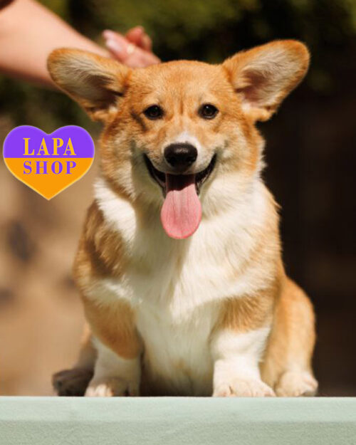 біло-рудий вельш коргі пемброк