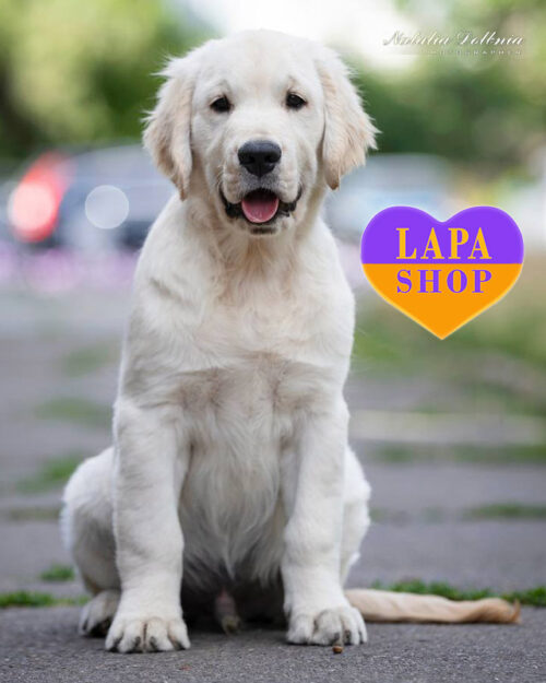 золотистий ретривер