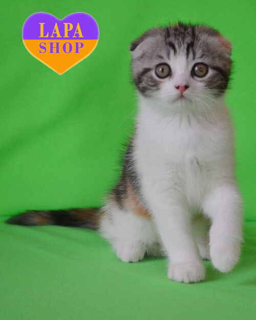 черепаховий біколор хайленд-фолд