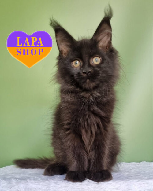 чорний мейн-кун полідакт