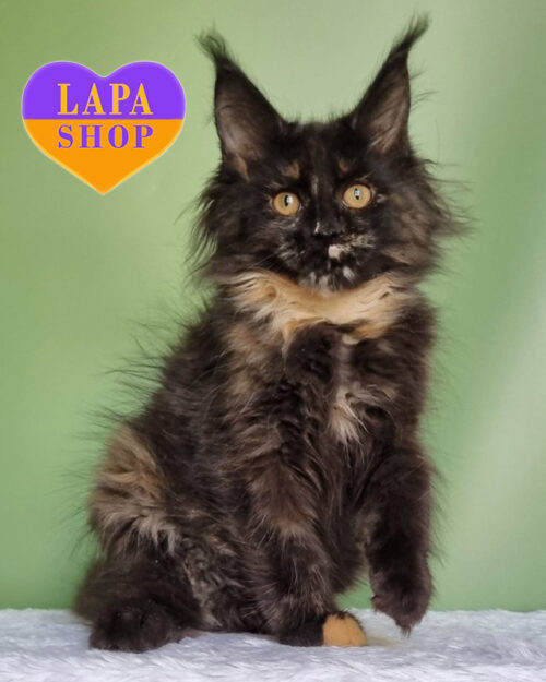 черепаховий мейн-кун