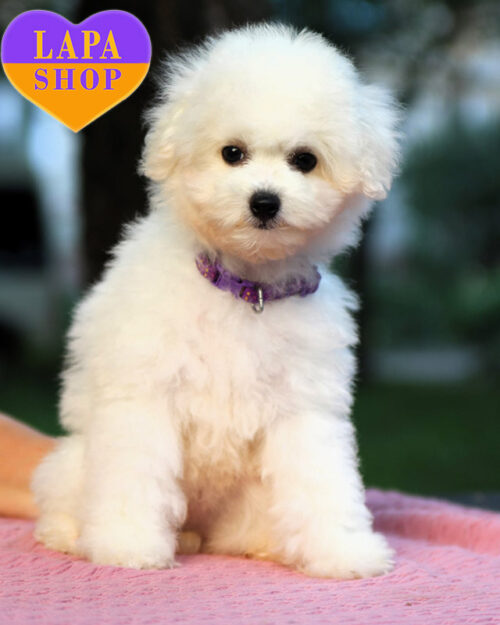 білий бішон фрізе