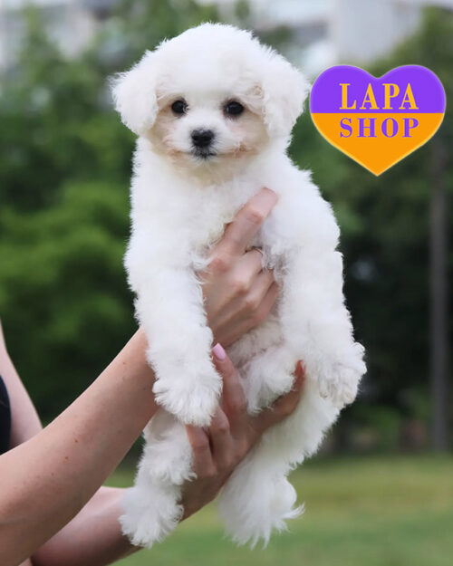 білий бішон фрізе