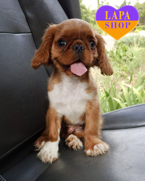 ruby king charles spaniel