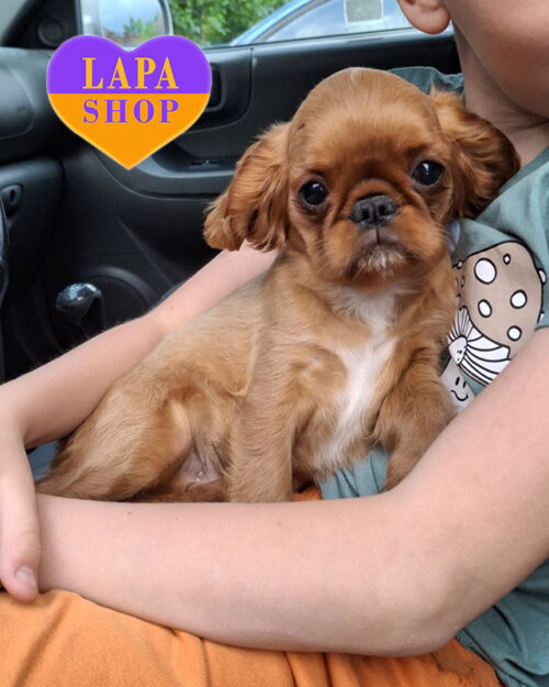 рубіновий кінг чарльз спаніель