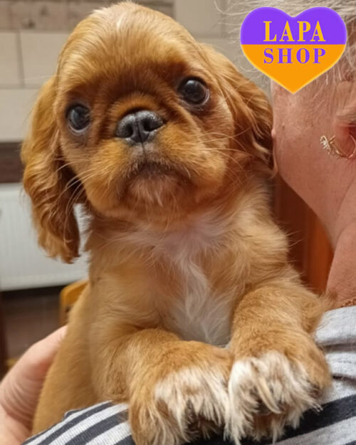 рубіновий кінг чарльз спаніель