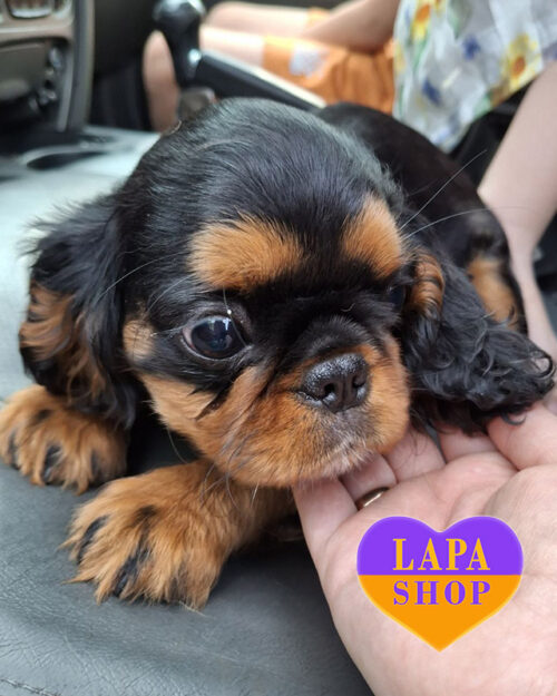 black and tan king charles spaniel