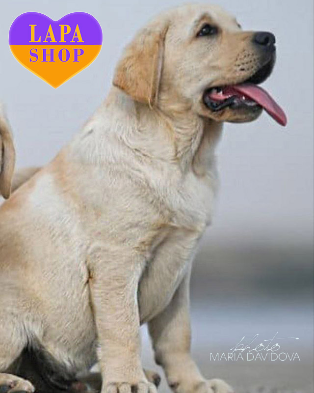 палевий лабрадор-ретривер